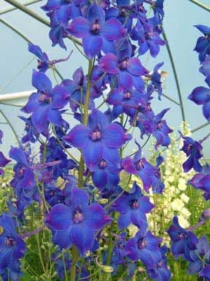 Delphinium 'Volkerfrieden' 3L