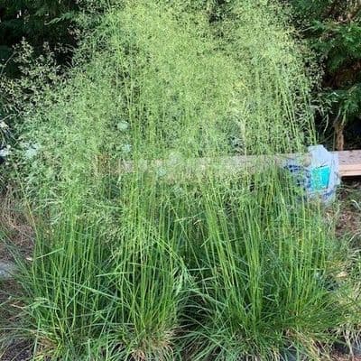Deschampsia 'Gold Tau' (Golden Dew)  2L