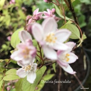Deutzia 'Fasciculata'  (x elegantissima)  5L