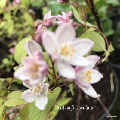 Deutzia fasisculata  5L