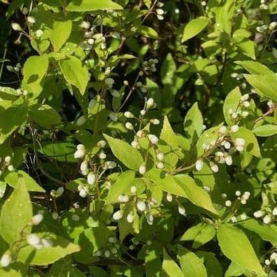 Deutzia gracilis 5L