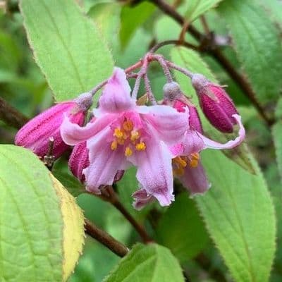 Deutzia 'Iris Alford' (x hybrida)  5L