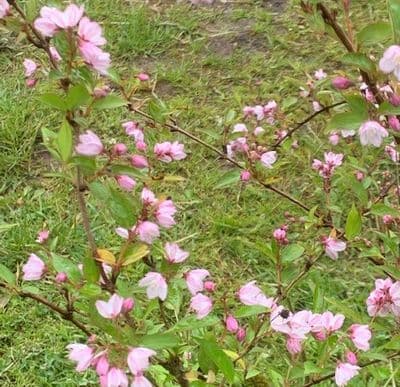 Deutzia ningpoensis (chunni) **   5L