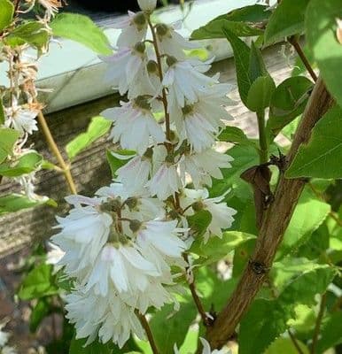 Deutzia 'Pride of Rochester'  10L