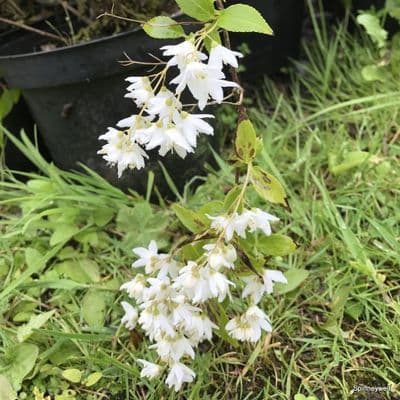 Deutzia pulchra    7.5L