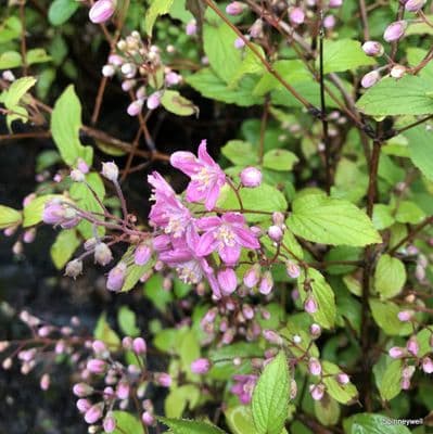 Deutzia  'Rosalind' (x elegantissima)  AGM    3L
