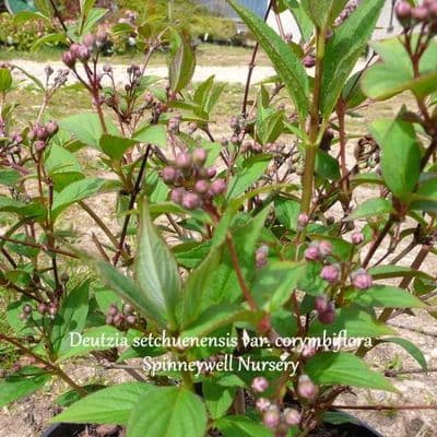 Deutzia setchuenensis var.corymbiflora  5L