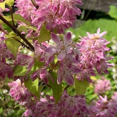 Deutzia 'Strawberry Field' **  5L