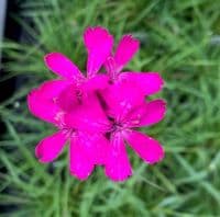 Dianthus carthusianorum  2L