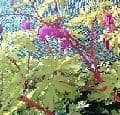 Dicentra 'Gold Heart'  2L