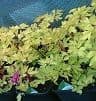 Dicentra 'Gold Heart'  2L