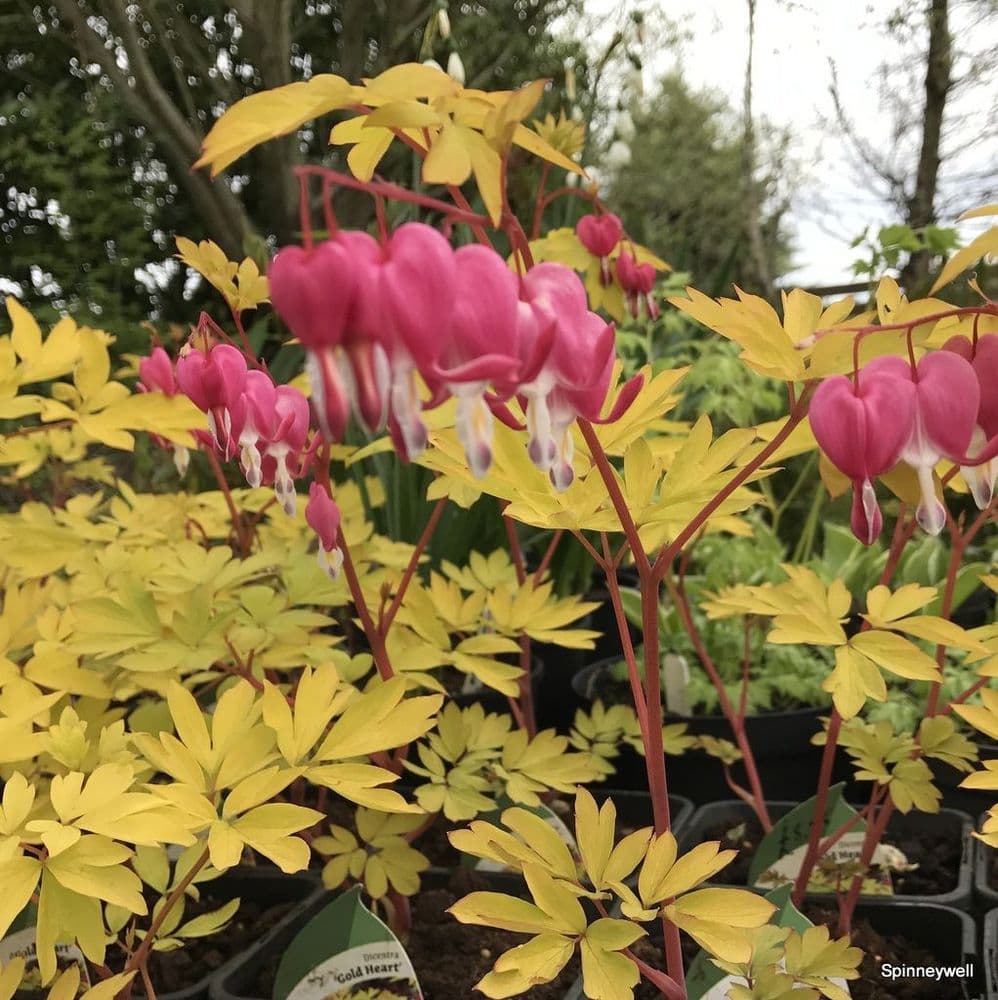 Dicentra Gold Heart 2L