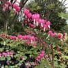 Dicentra spectabilis 2L