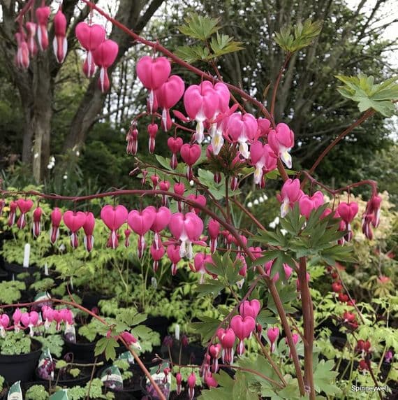 Dicentra spectabilis 2L