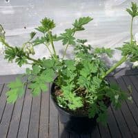 Dicentra spectabilis 'Alba'  2L