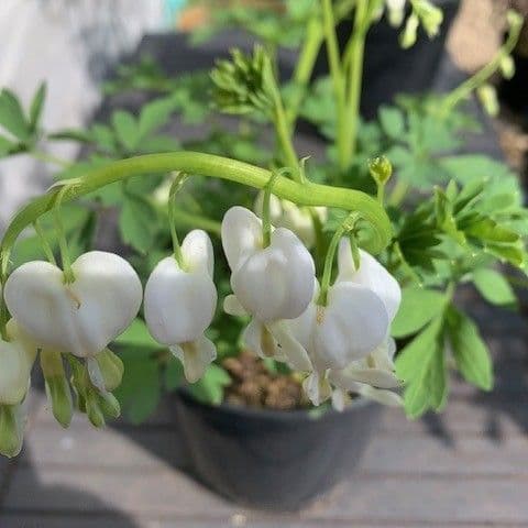 Dicentra spectabilis 'Alba'  2L