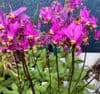 Dodecatheon meadia  9cm SOLD OUT