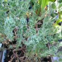 Dorycnium hirsutum  3L (hairy canary clover)