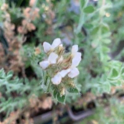 Dorycnium hirsutum  3L (hairy canary clover)