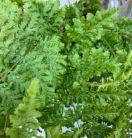 Dryopteris crispa 'Whiteside'  3L