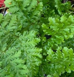 Dryopteris crispa 'Whiteside'  3L