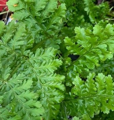 Dryopteris crispa 'Whiteside'  3L