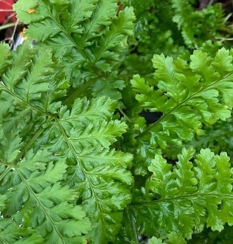 Dryopteris crispa 'Whiteside'  3L