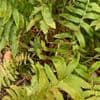 Dryopteris cycadina (Shaggy Shield Fern)  2L