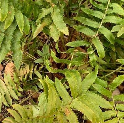 Dryopteris cycadina (Shaggy Shield Fern)  2L