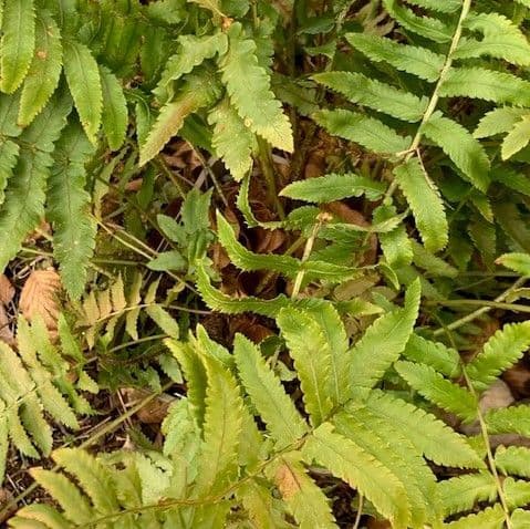 Dryopteris cycadina (Shaggy Shield Fern)  2L