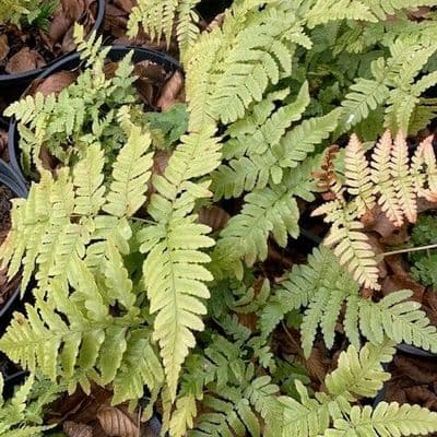 Dryopteris erythrosora 3L