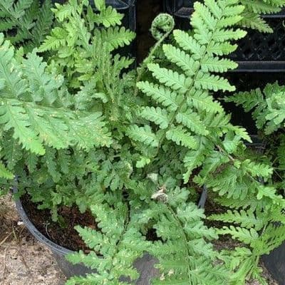 Dryopteris filix mas 9cm