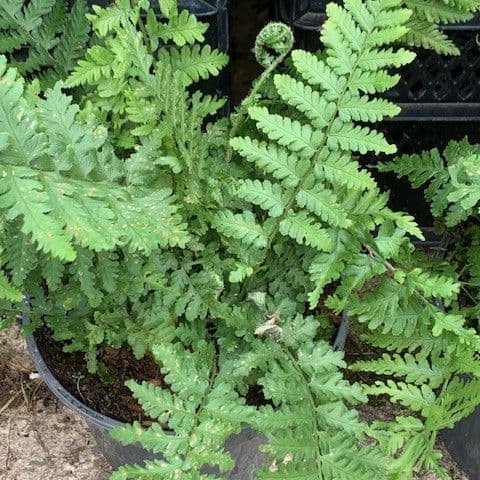 Dryopteris filix mas 9cm