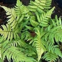Dryopteris lepidopoda  3L