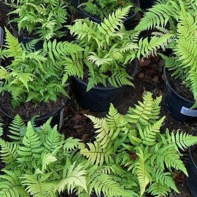 Dryopteris lepidopoda  3L