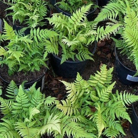 Dryopteris lepidopoda  3L