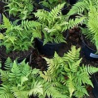 Dryopteris lepidopoda  Male Fern 5L