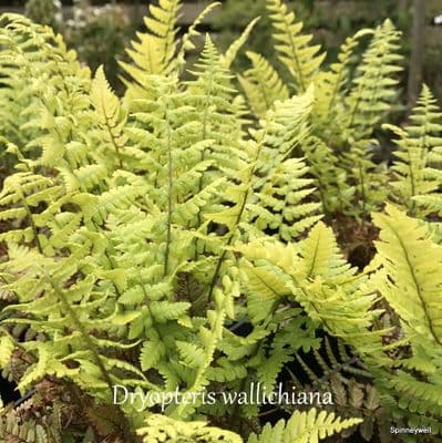 Dryopteris wallichiana  3L