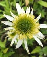 Echinacea  'Milkshake'  3L