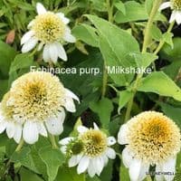 Echinacea  'Milkshake'  3L