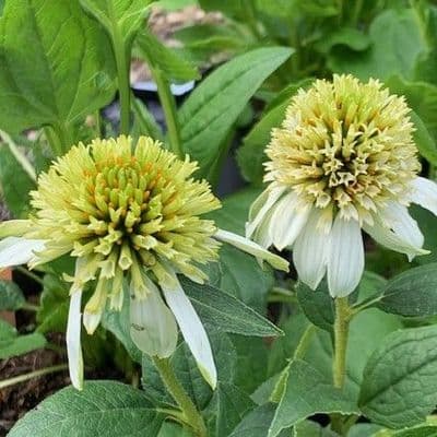 Echinacea  'Milkshake'  3L