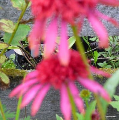 Echinacea p. 'Guava Ice'  2L
