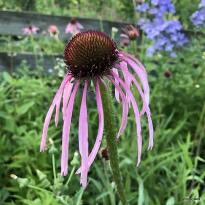 Echinacea pallida  2L