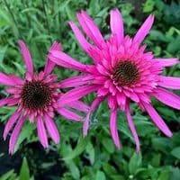 Echinacea  'Southern Belle'    3L