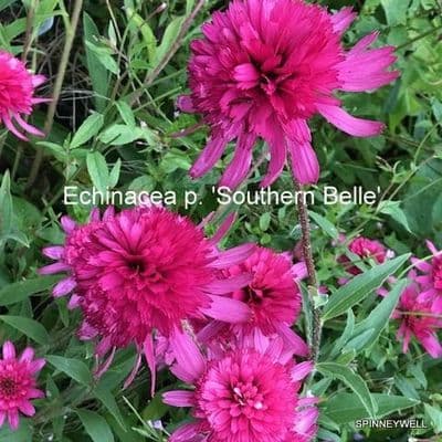 Echinacea  'Southern Belle'    3L