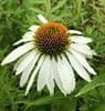 Echinacea  'White Swan'  3L