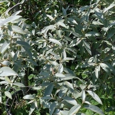 Eleagnus commutata 'Quicksilver'  15L  120-150cm