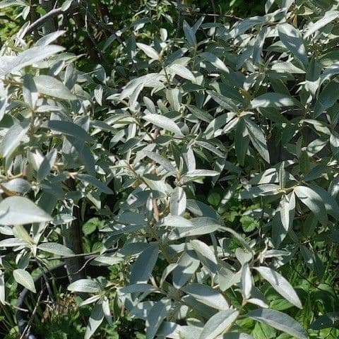Eleagnus commutata 'Quicksilver'  15L  120-150cm