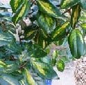 Eleagnus ebbingei 'Limelight'   25L