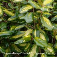 Eleagnus ebbingei 'Limelight'   5L  40-60cms
